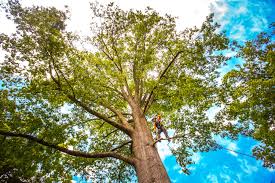 Best Leaf Removal  in Chleston, AR