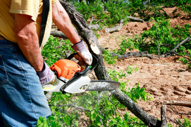 Best Palm Tree Trimming  in Chleston, AR